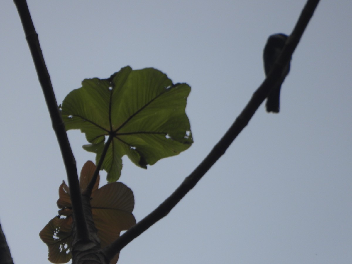 Masked Tanager - Stilpnia nigrocincta - Media Search - Macaulay Library ...