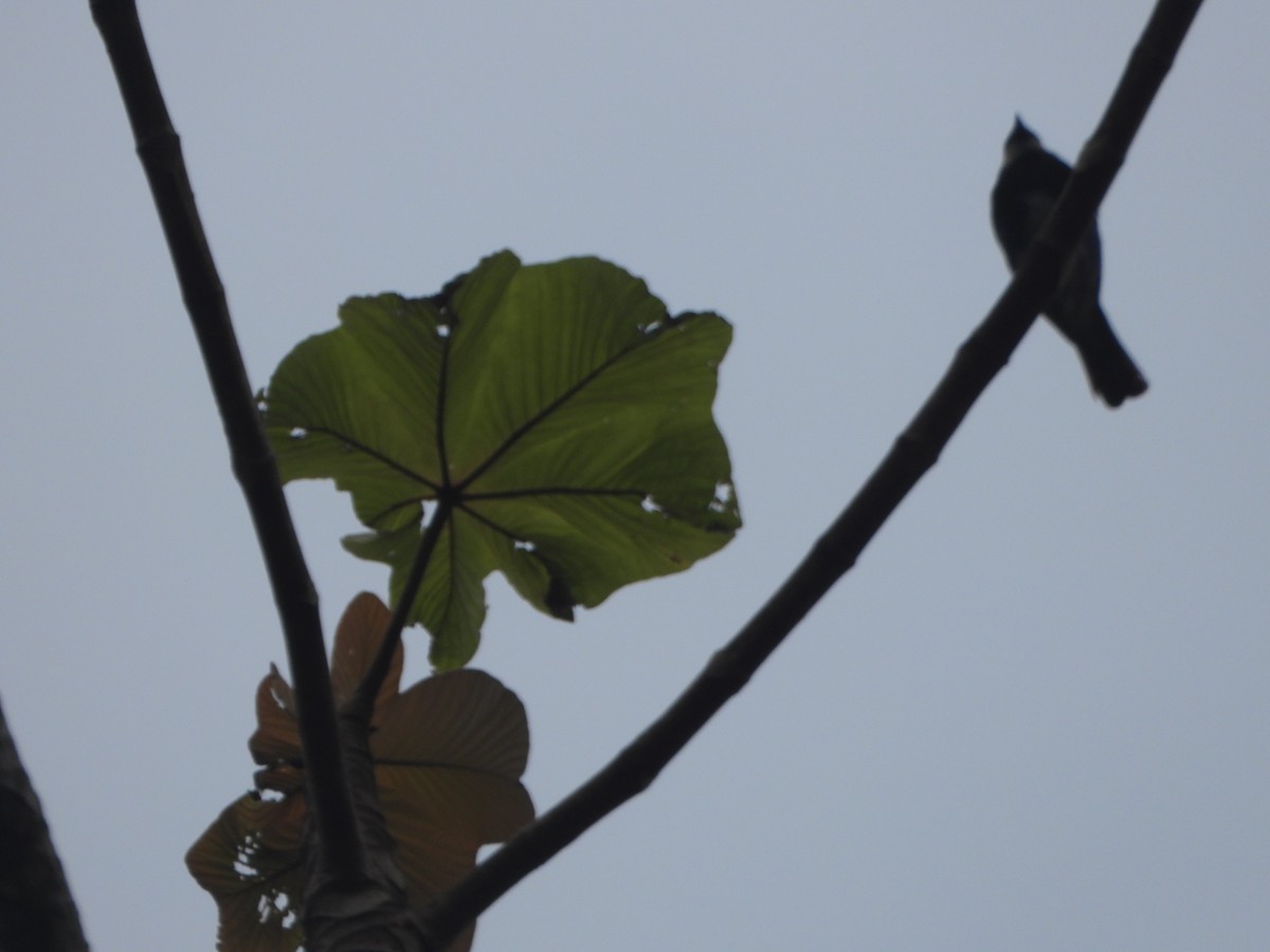 Masked Tanager - Stilpnia nigrocincta - Media Search - Macaulay Library ...