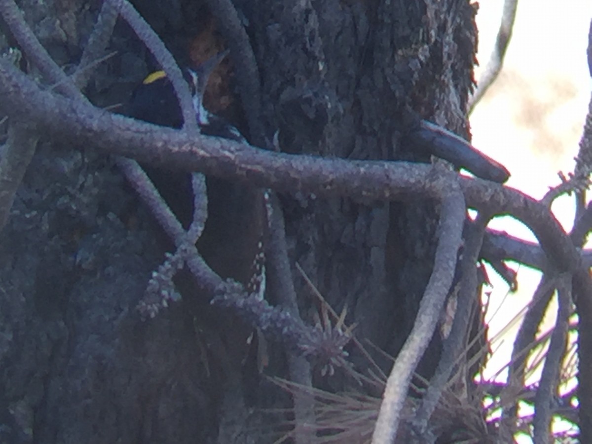 Black-backed Woodpecker - Susan Steele