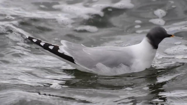 クビワカモメ - ML657952279