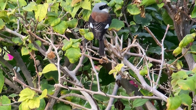 クロビタイセアカモズ - ML657952482
