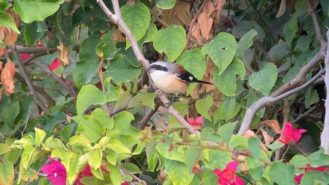 クロビタイセアカモズ - ML657952503