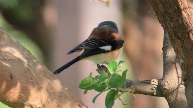 クロビタイセアカモズ - ML657952504