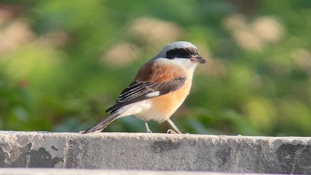クロビタイセアカモズ - ML657952505