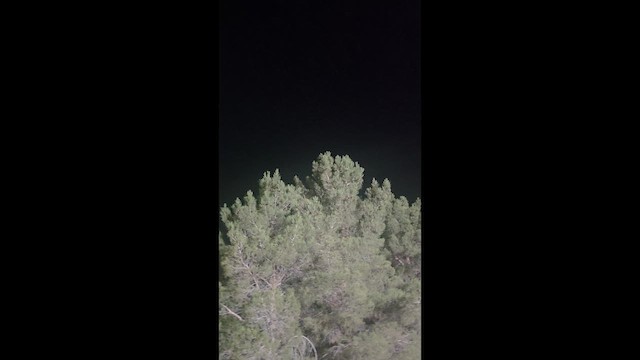 コアメリカヨタカ - ML657952734
