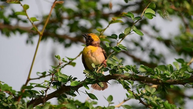キムネコウヨウジャク - ML657953220