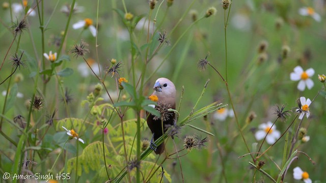 ヘキチョウ - ML657953457