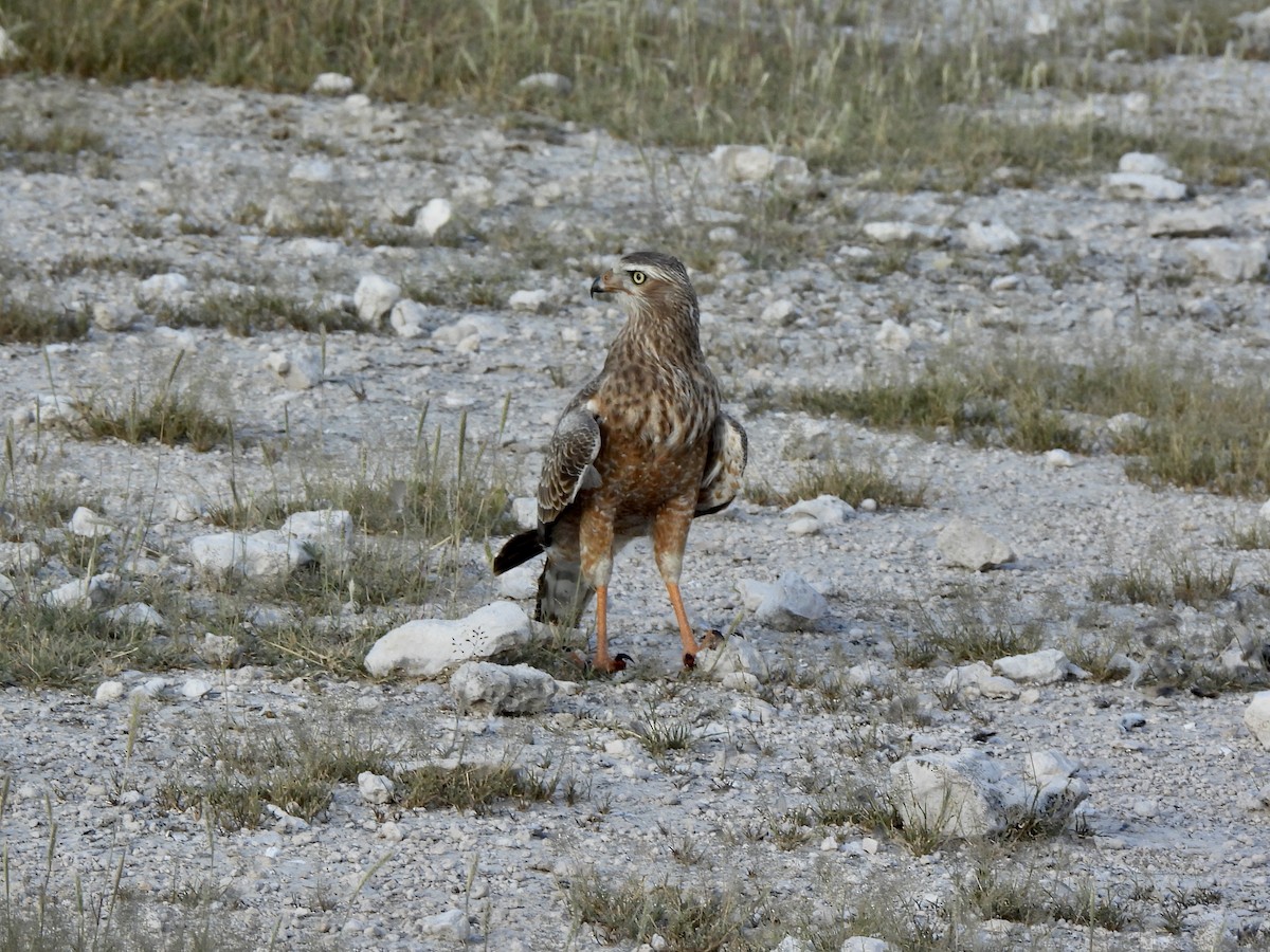 Pale Chanting-Goshawk - ML657953697