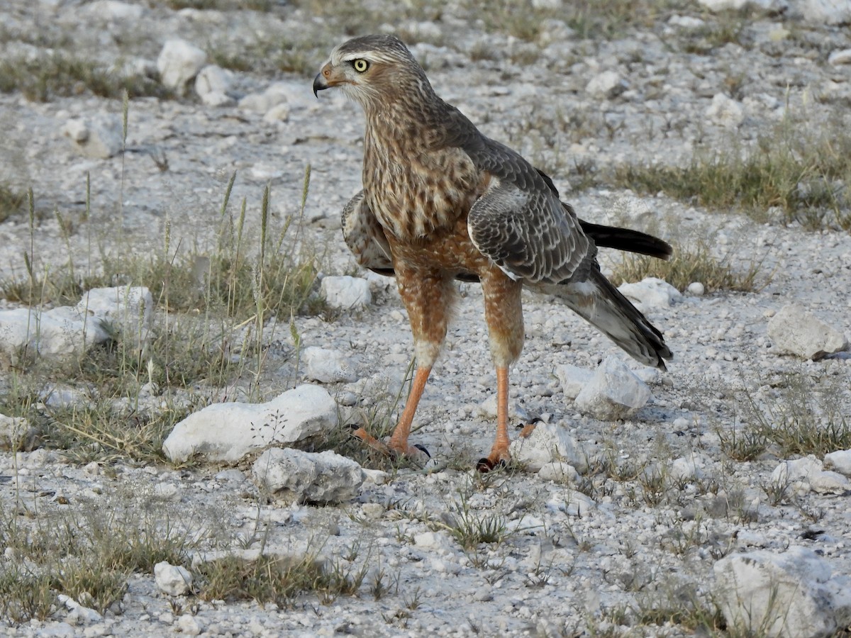 Pale Chanting-Goshawk - ML657953698