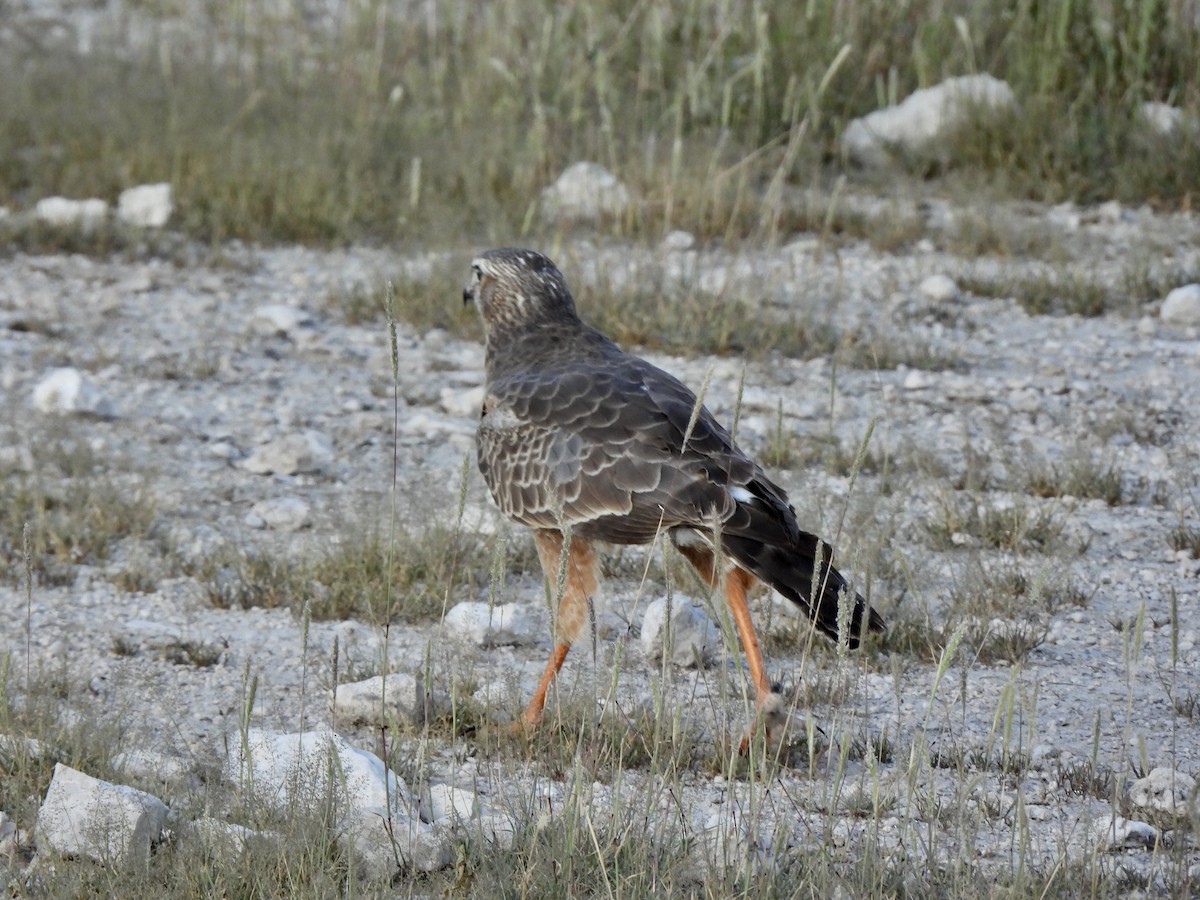 Pale Chanting-Goshawk - ML657953699