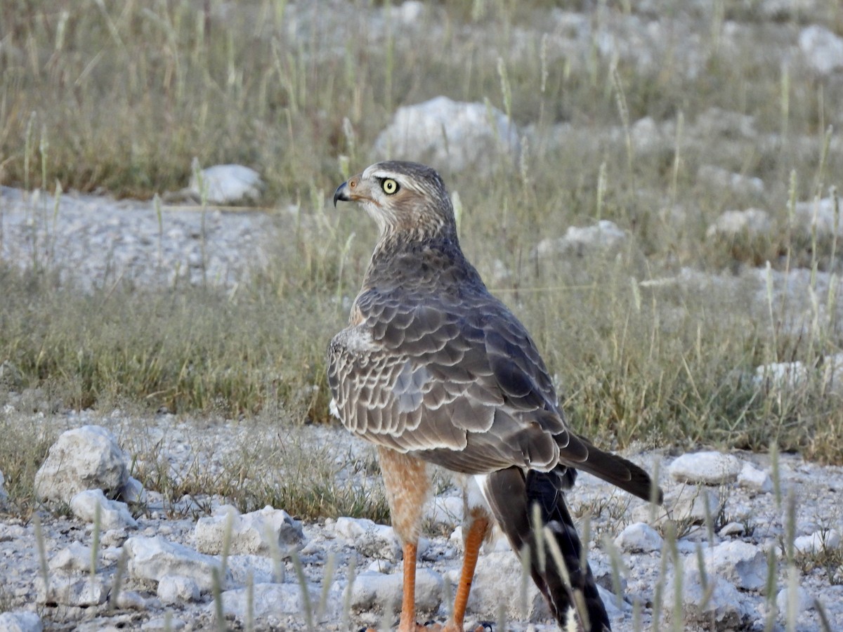 Pale Chanting-Goshawk - ML657953700