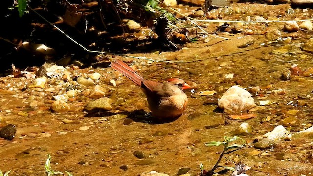 ショウジョウコウカンチョウ - ML657953707