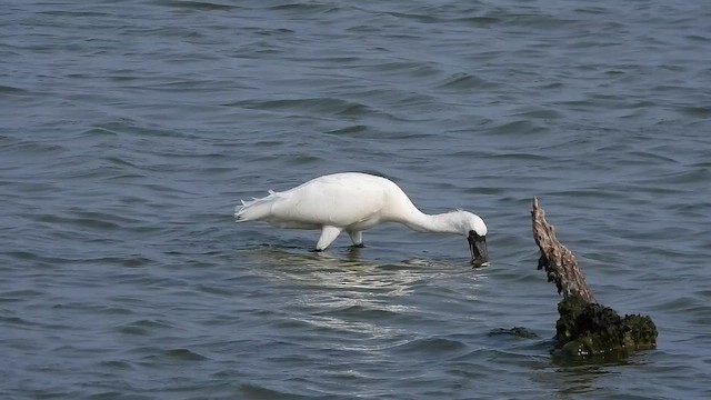 クロツラヘラサギ - ML657953725