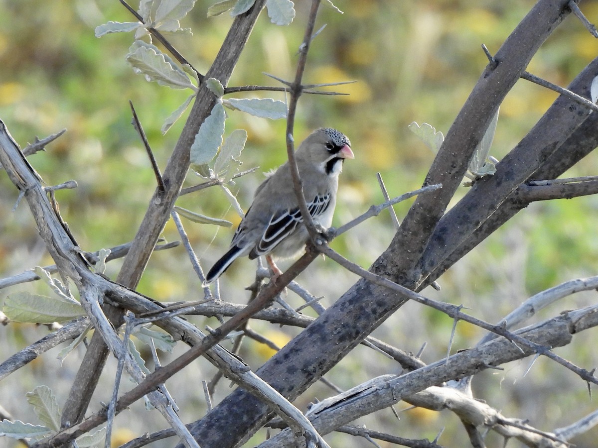 Scaly Weaver - ML657953884