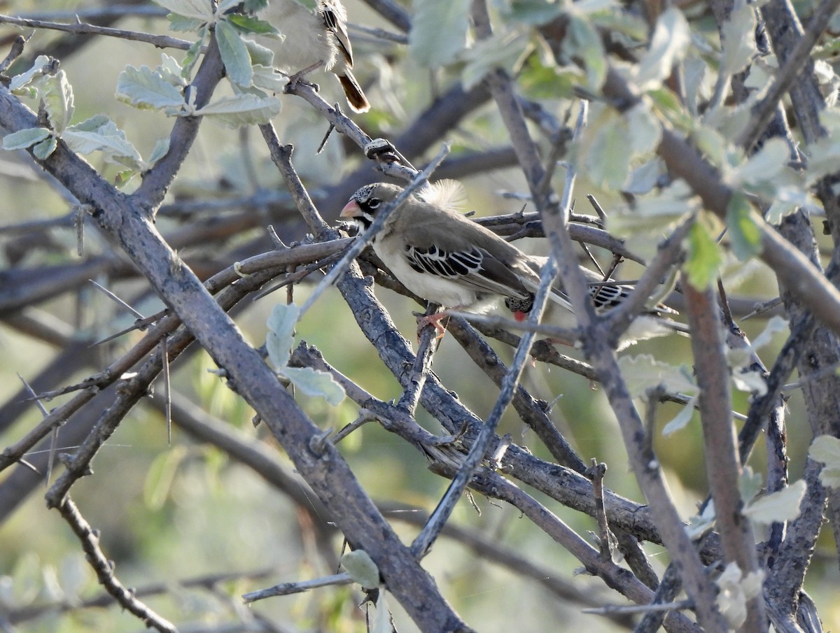 Scaly Weaver - ML657953886