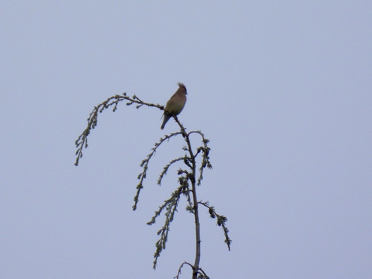 Cedar Waxwing - ML657954138