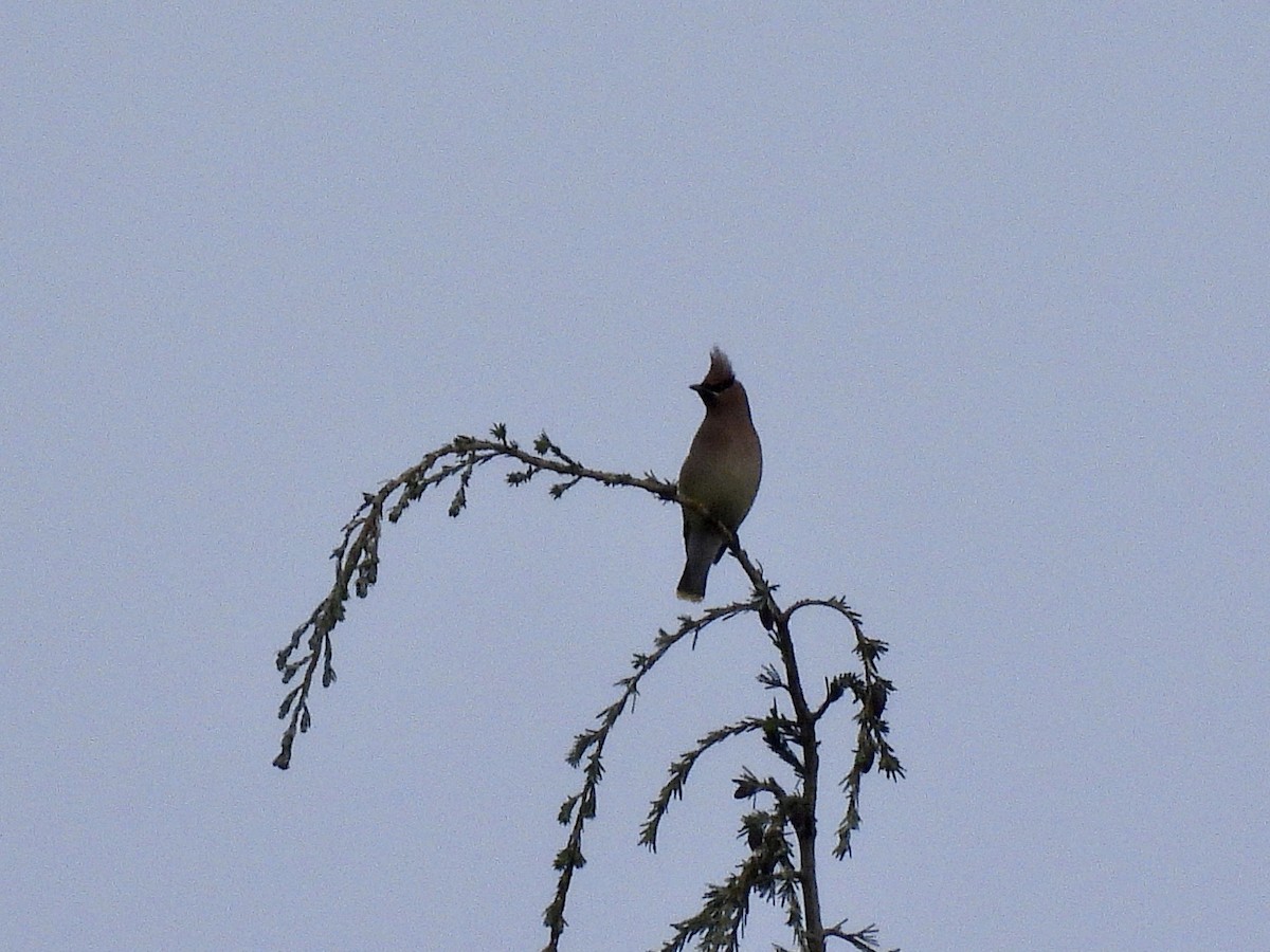Cedar Waxwing - ML657954139