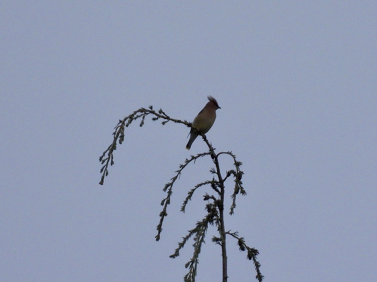 Cedar Waxwing - ML657954140