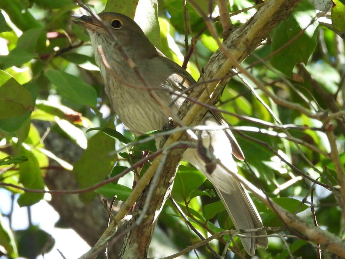 Gray Shrikethrush (Brown-backed) - ML657954498