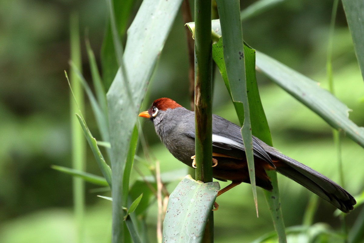 Chestnut-capped Laughingthrush - ML657954919