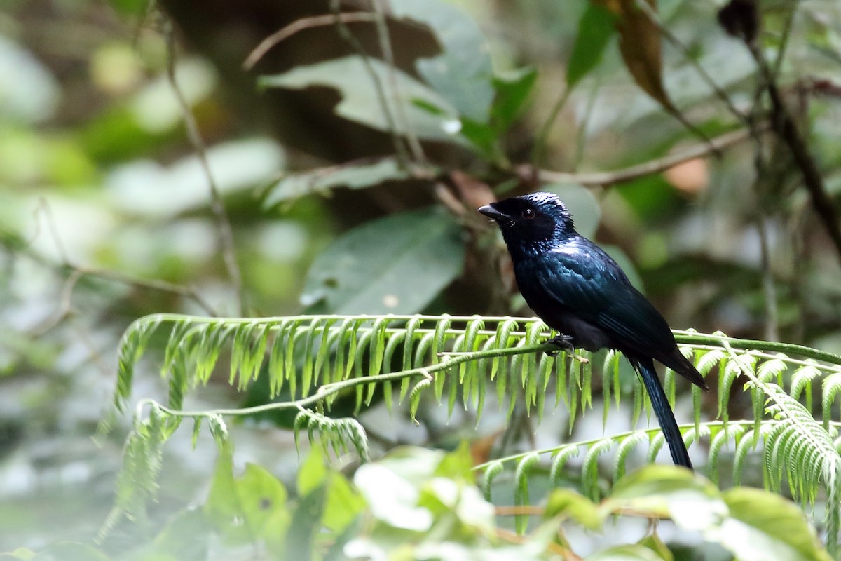 Lesser Racket-tailed Drongo - ML657954923
