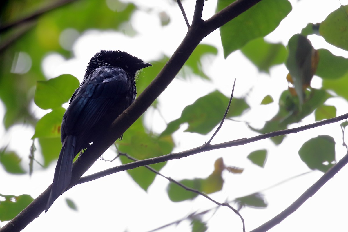 Lesser Racket-tailed Drongo - ML657954924