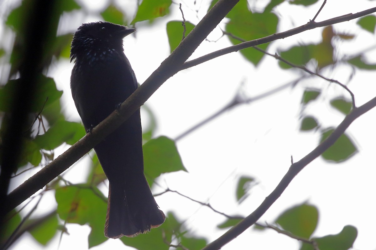 Lesser Racket-tailed Drongo - ML657954925