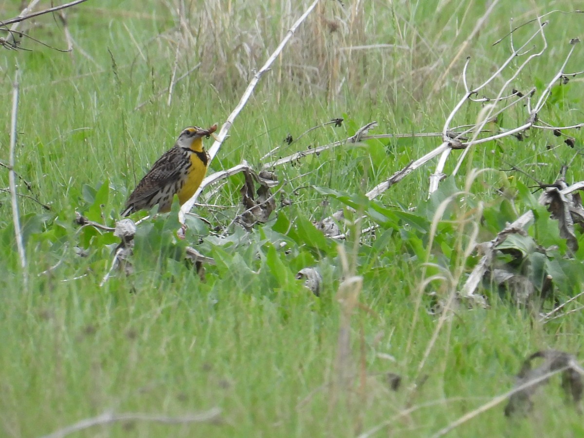 Eastern Meadowlark - ML657954932
