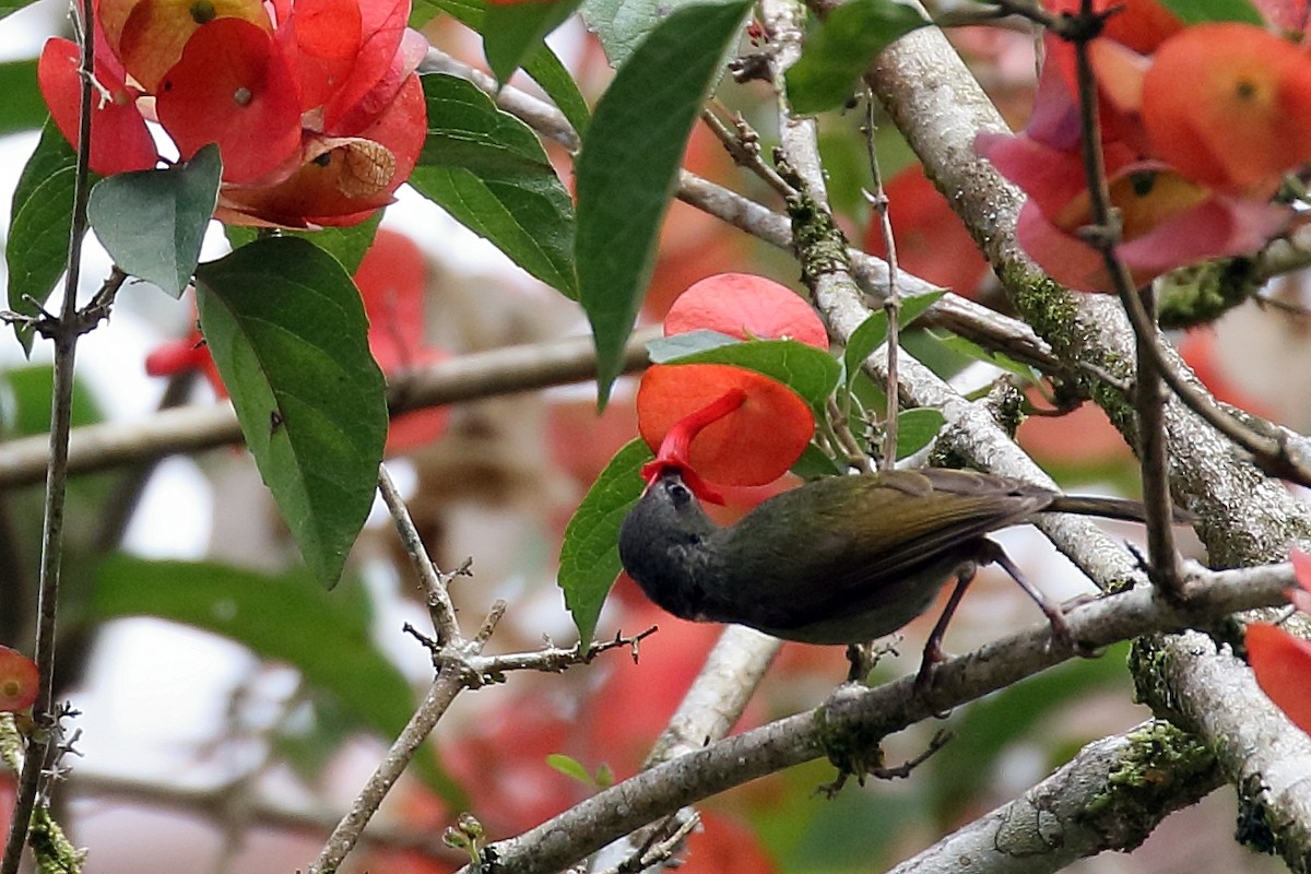 Black-throated Sunbird - ML657954939