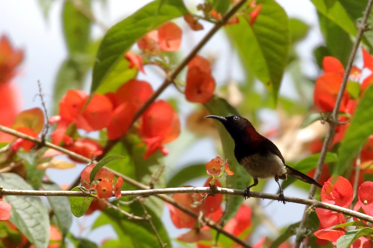 Black-throated Sunbird - ML657954940