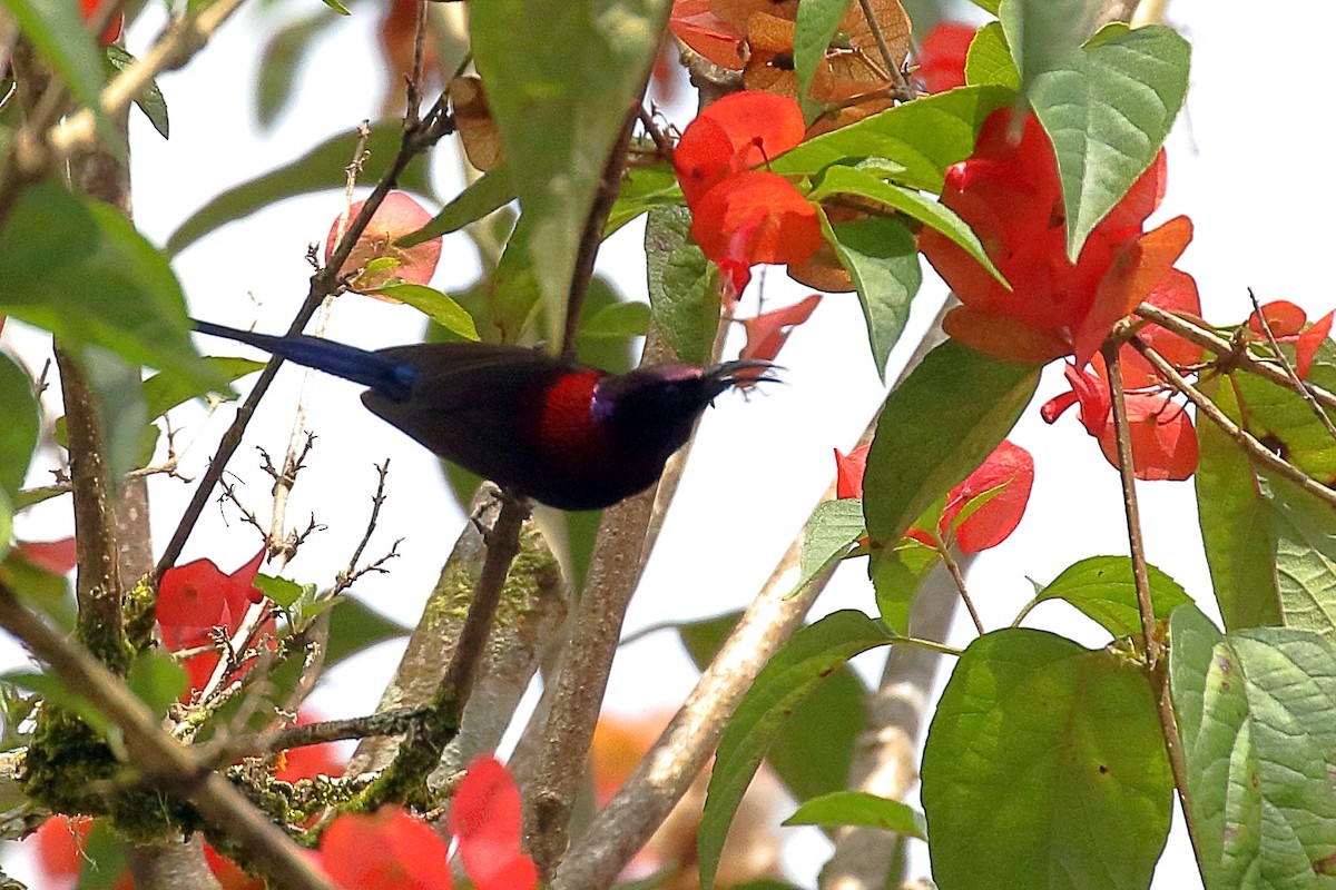 Black-throated Sunbird - ML657954941