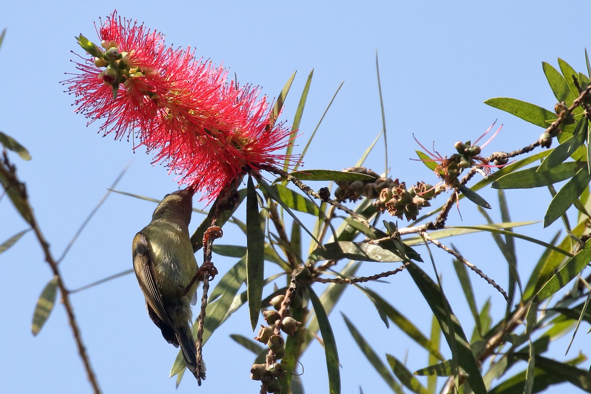 Little Spiderhunter - ML657954949