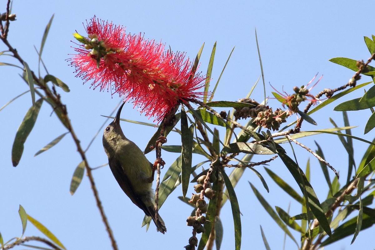 Little Spiderhunter - ML657954950