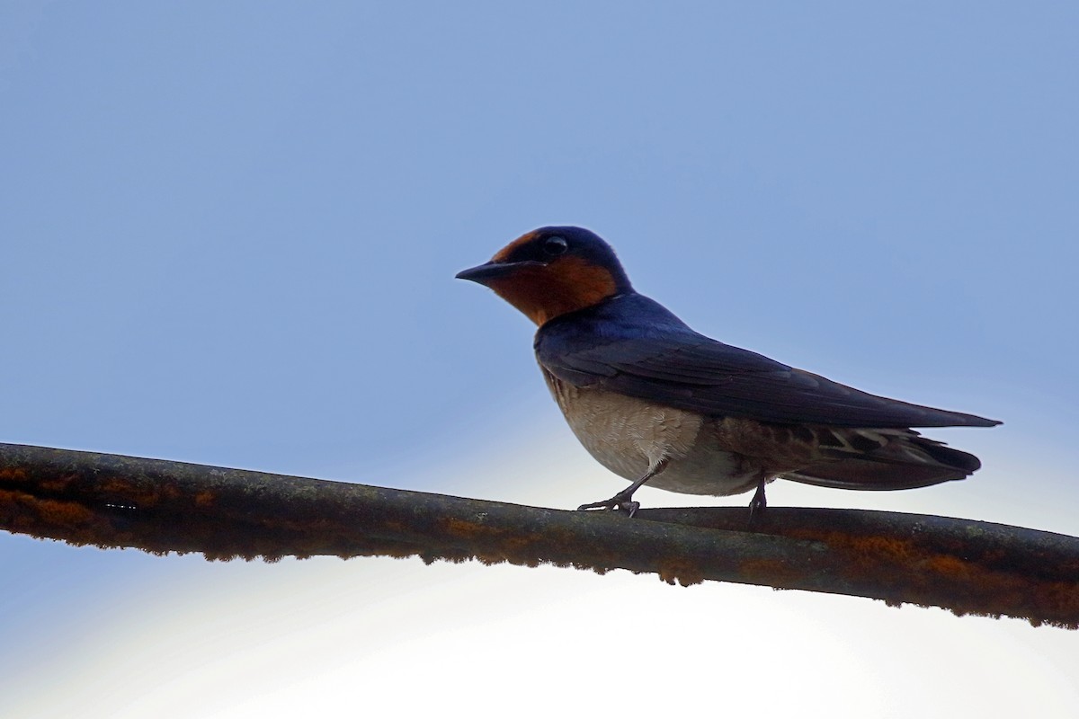 Pacific Swallow - ML657954953