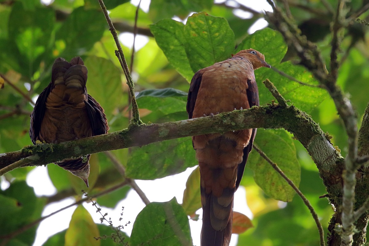 Little Cuckoo-Dove - ML657954958