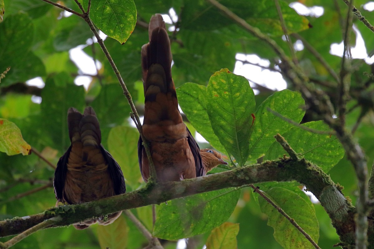 Little Cuckoo-Dove - ML657954959