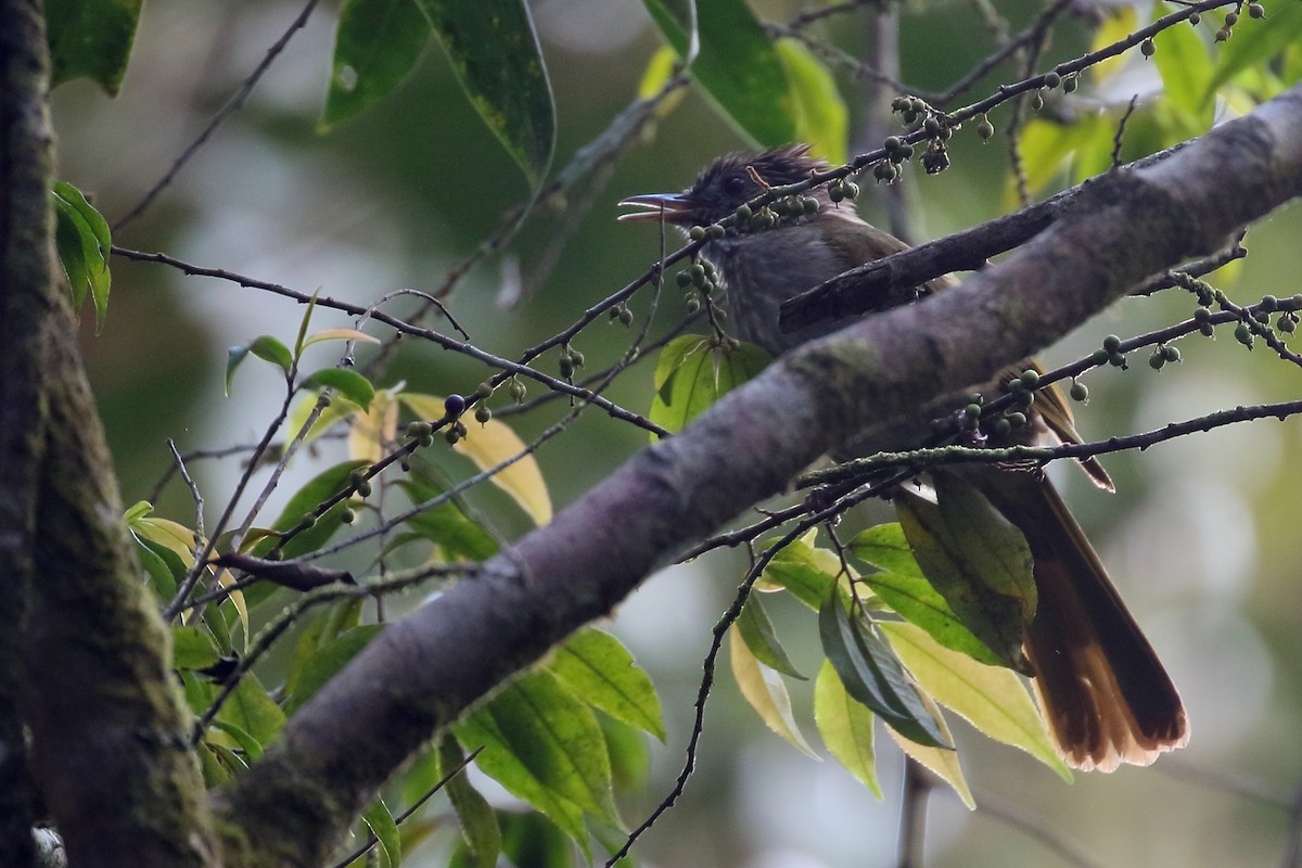 Mountain Bulbul - ML657954986