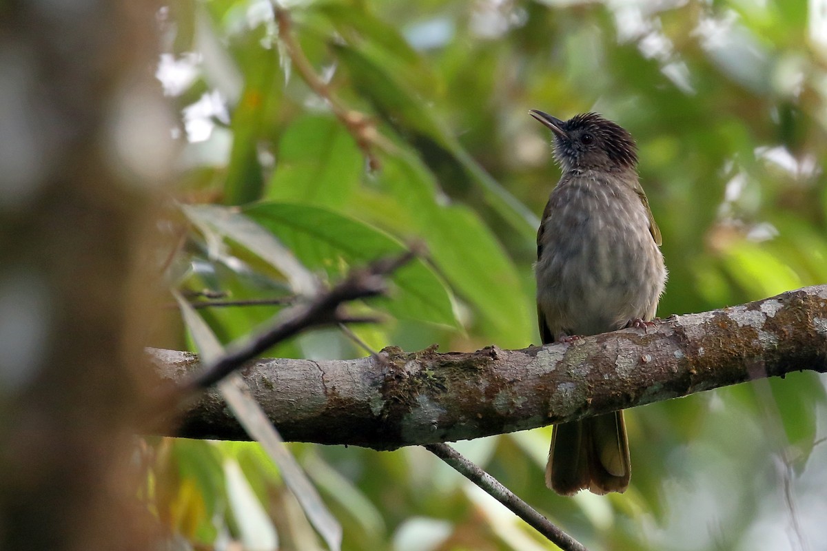 Mountain Bulbul - ML657954987