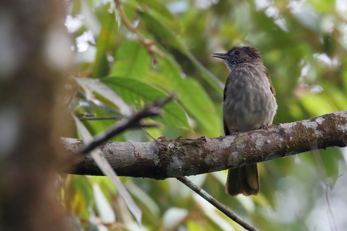 Mountain Bulbul - ML657954988