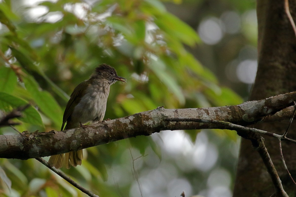 Mountain Bulbul - ML657954990