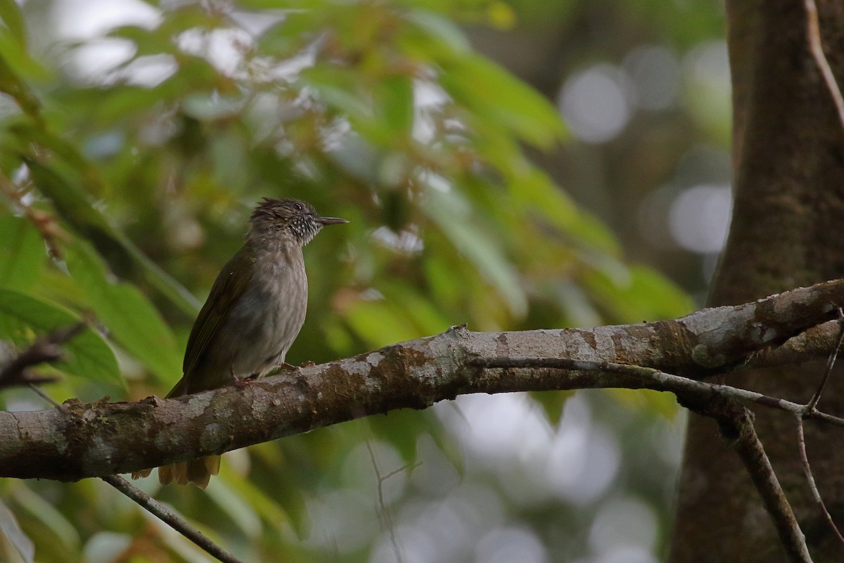 Mountain Bulbul - ML657954991