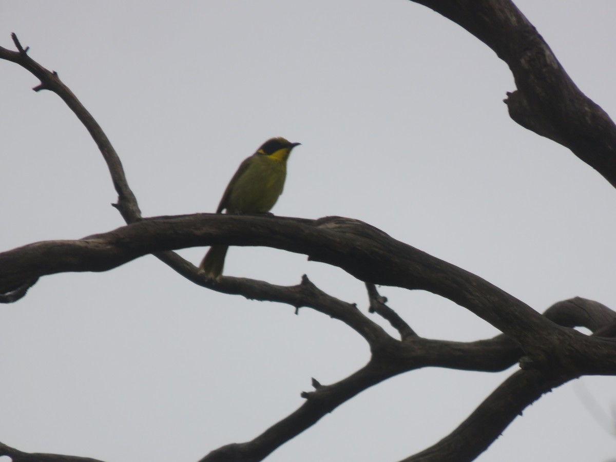 Yellow-tufted Honeyeater - ML657955227
