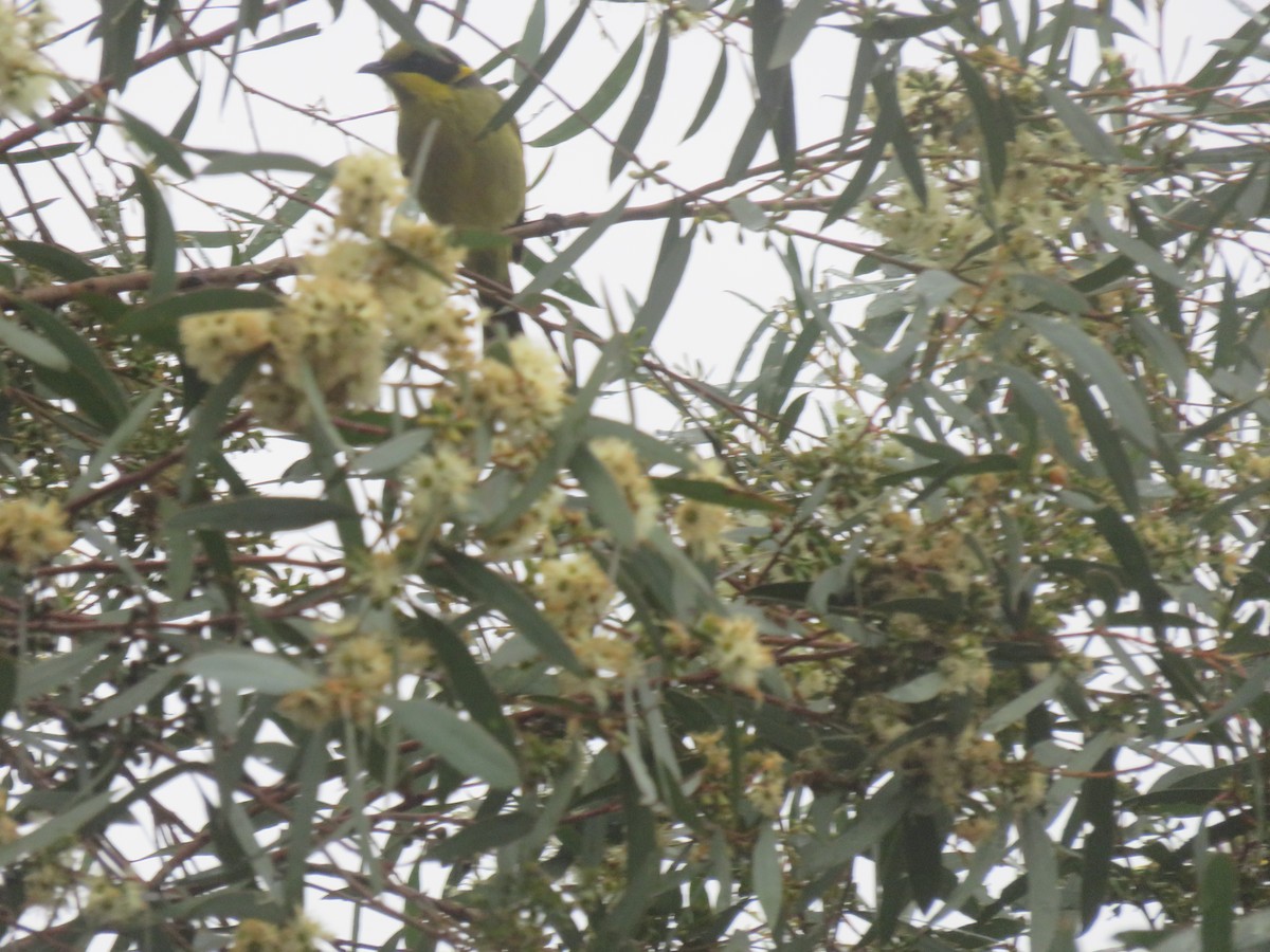 Yellow-tufted Honeyeater - ML657955228