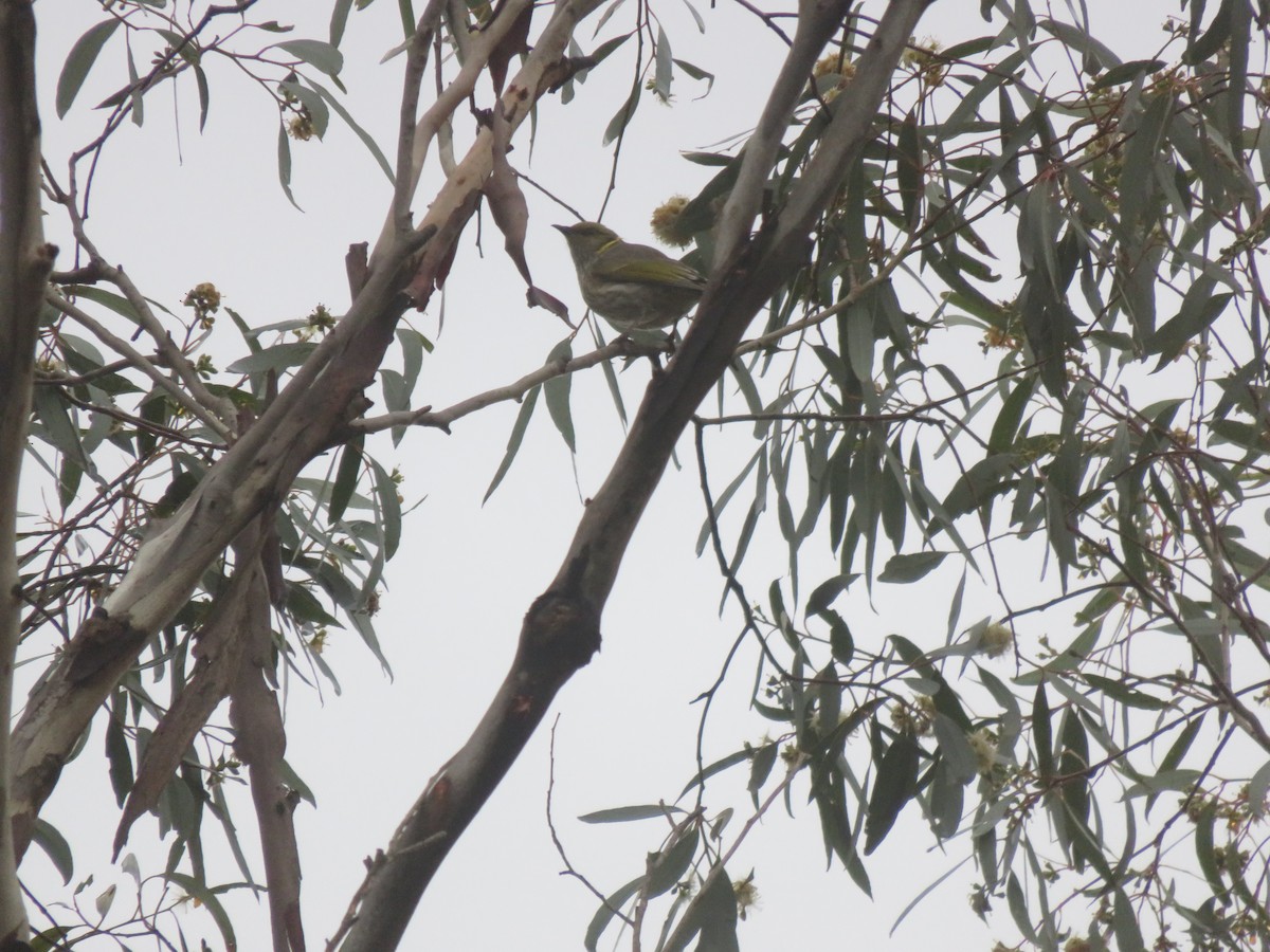 Yellow-plumed Honeyeater - ML657955234