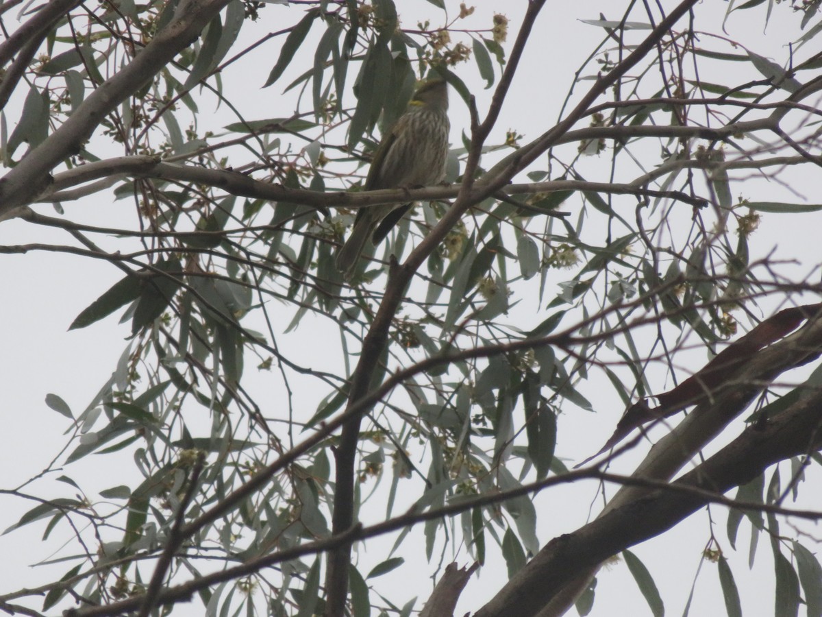 Yellow-plumed Honeyeater - ML657955235