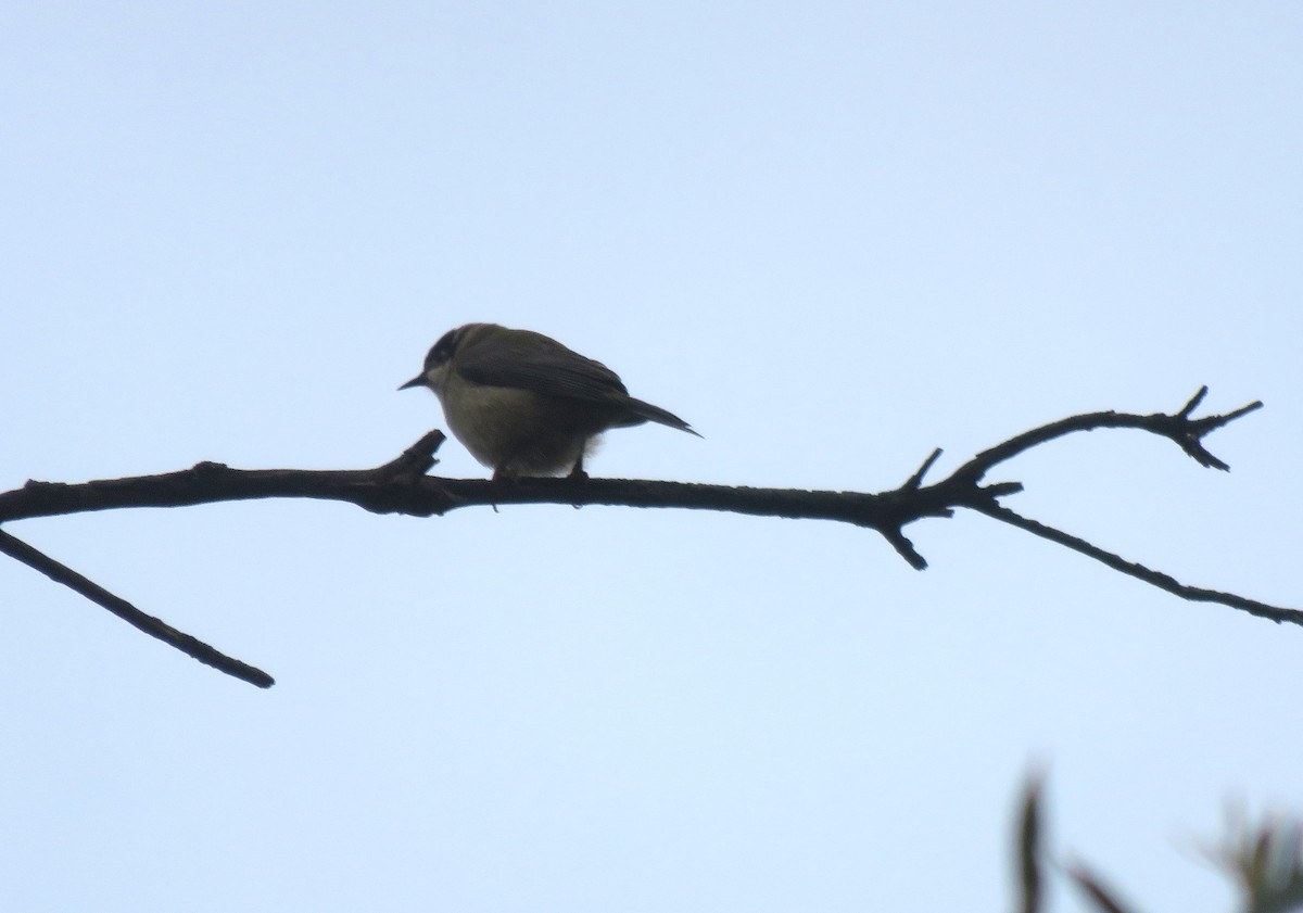 Brown-headed Honeyeater - ML657955240