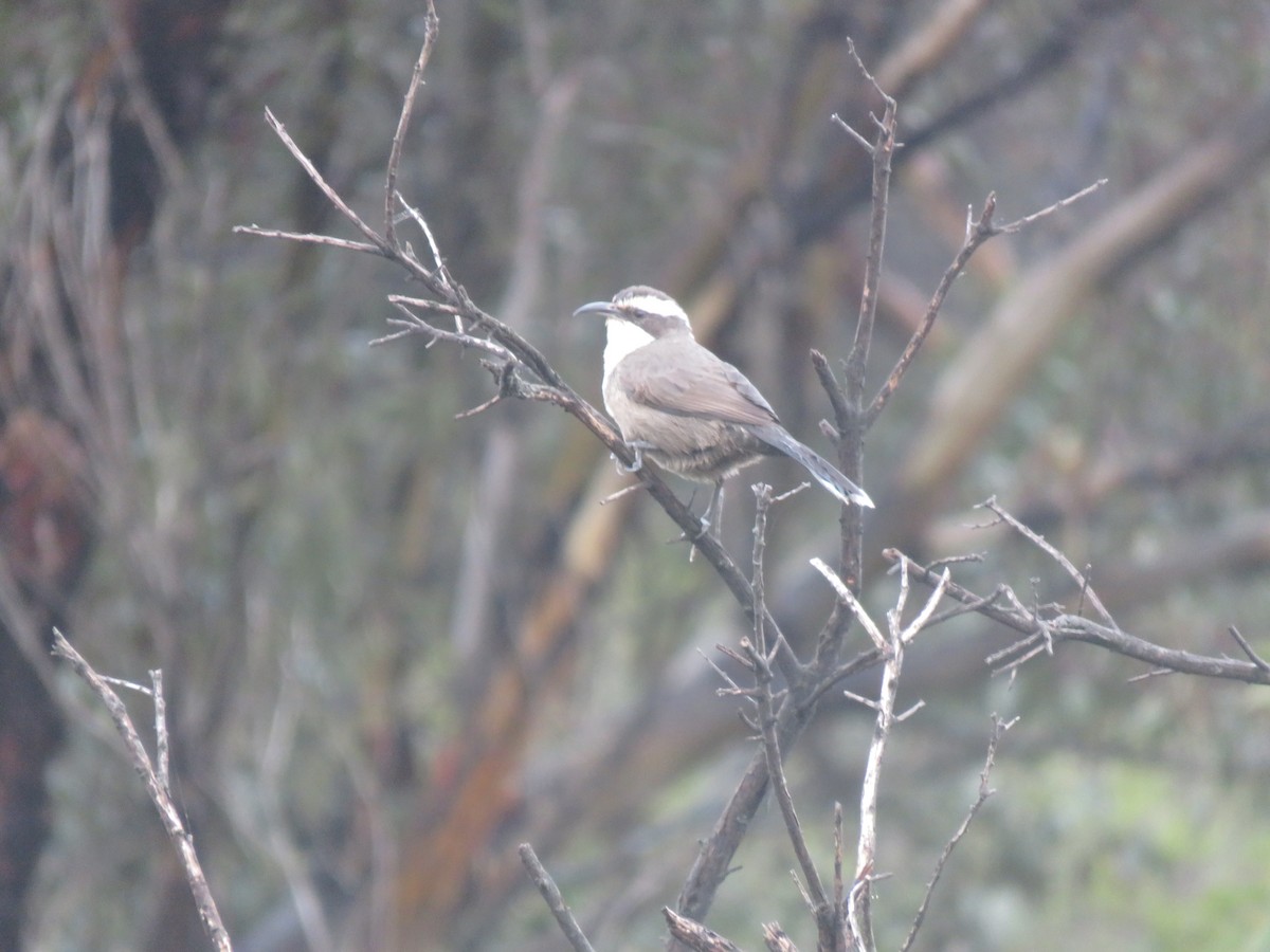 White-browed Babbler - ML657955310