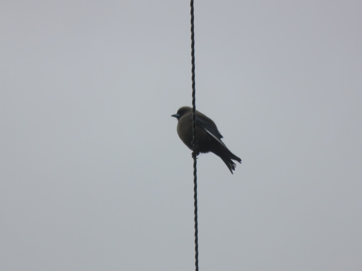 Dusky Woodswallow - ML657955340