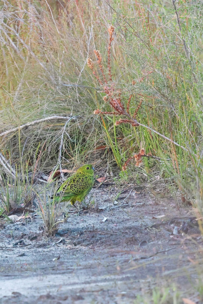 Perico Terrestre - ML657955377