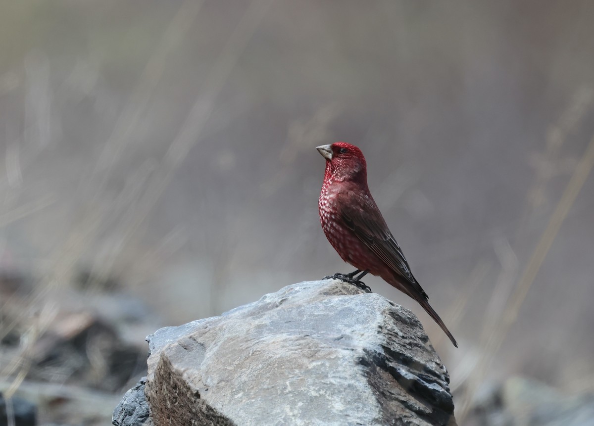 Great Rosefinch - ML657955399